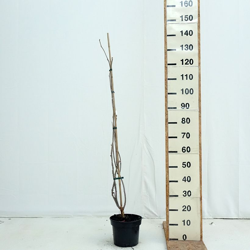 Esemplare di Sambuco nero Monstrosa Vaso da 4L/5L come consegnato in autunno