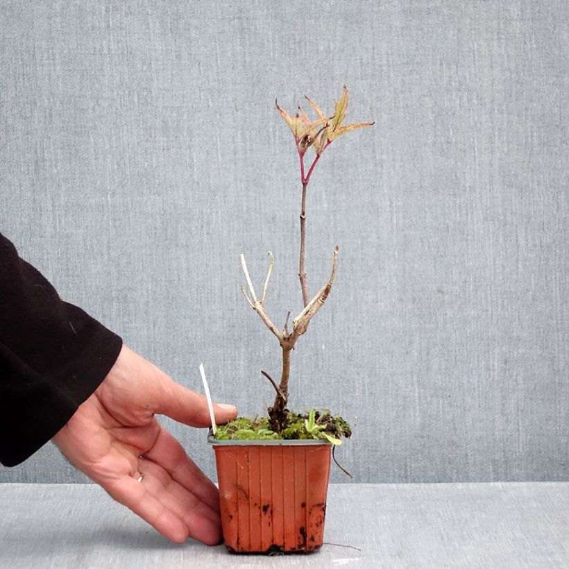 Esemplare di Sambuco nero Serenade Vasetto da 8/9 cm come consegnato in autunno