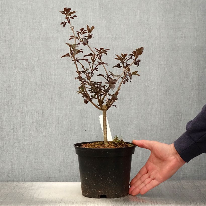 Sambuco nero Thundercloud Vaso da 3L/4L esemplare consegnato in primavera