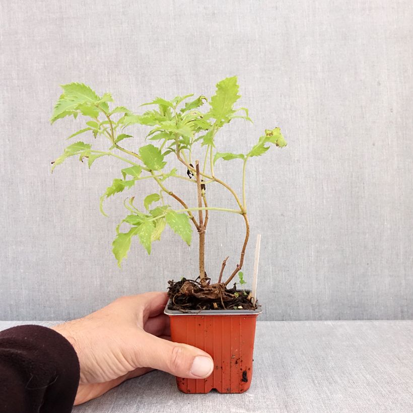 Esemplare di Sambuco rosso Plumosa Aurea Vasetto da 8/9 cm come consegnato in autunno