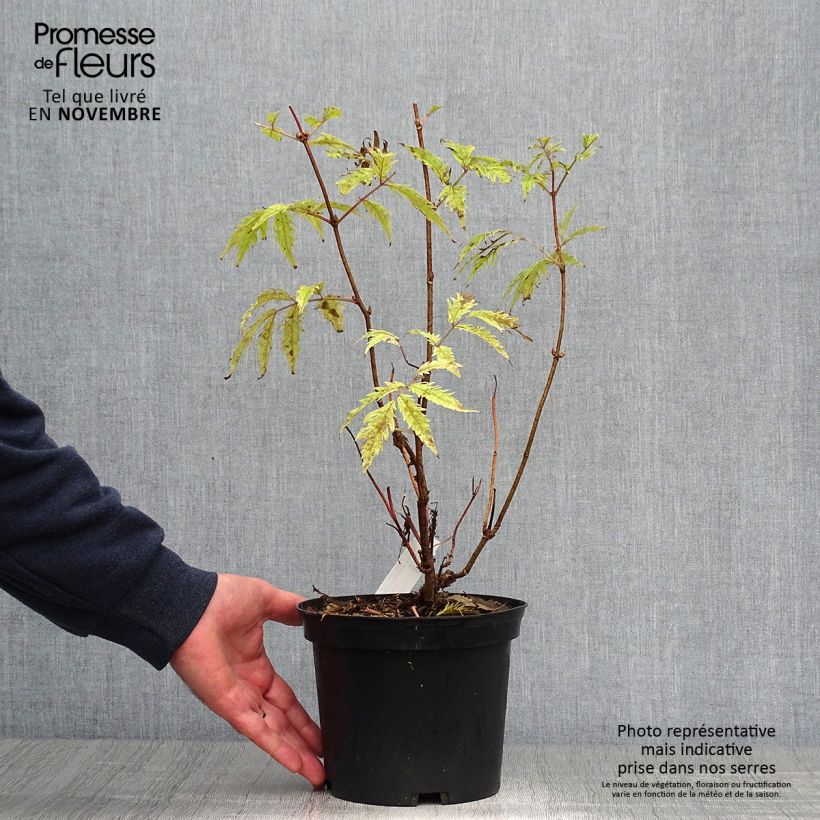 Esemplare di Sambuco rosso Plumosa Aurea Vaso da 2L/3L come consegnato in autunno