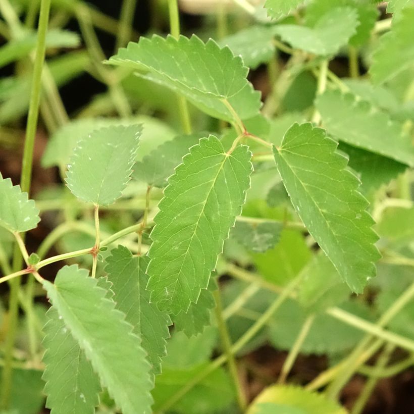 Sanguisorba tenuifolia Cangshan Cranberry (Fogliame)