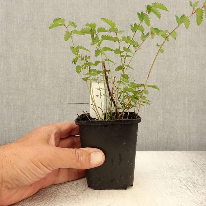 Esemplare di Sanguisorba officinalis Chocolate Tip - Salvastrella maggiore Vasetto da 8/9 cm consegnato in estate