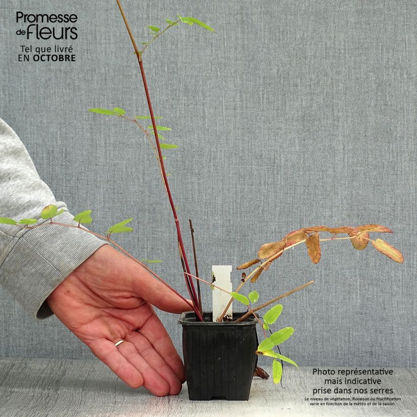 Esemplare di Sanguisorba hakusanensis Pink Brushes Vasetto da 8/9 cm come consegnato in autunno