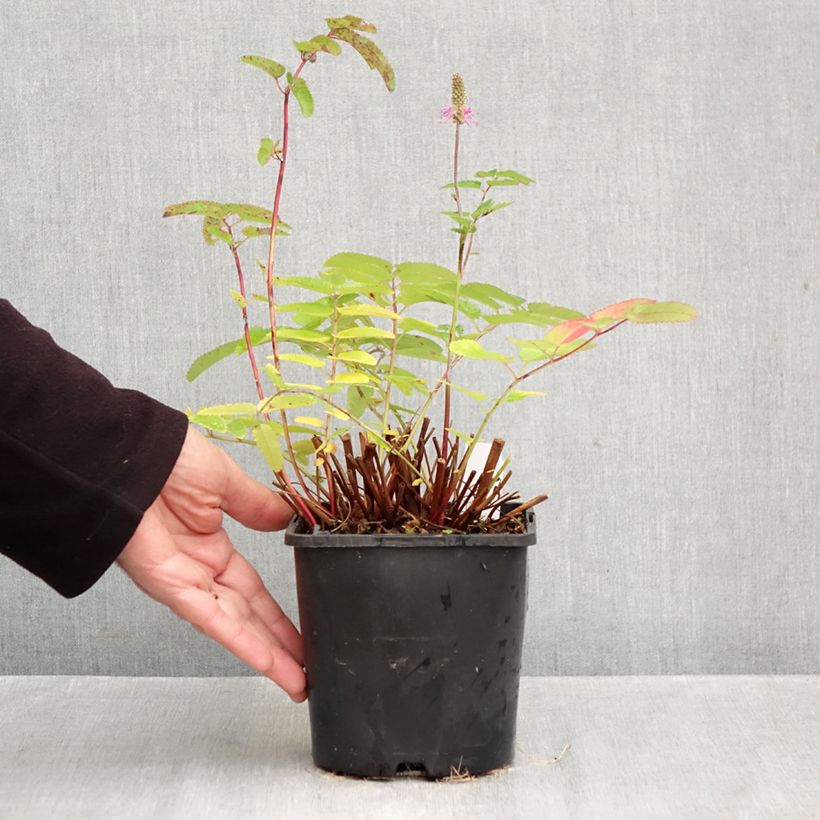 Esemplare di Sanguisorba hakusanensis Pink Brushes Vaso da 2L/3L come consegnato in autunno