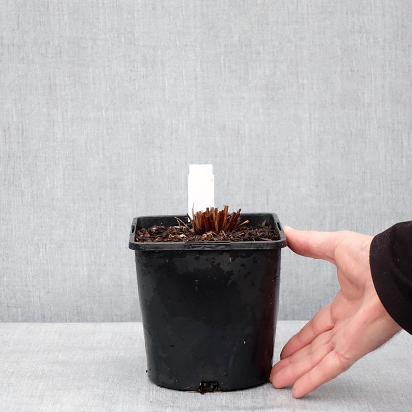 Sanguisorba hakusanensis Pink Brushes Vaso da 2L/3L esemplare consegnato in inverno