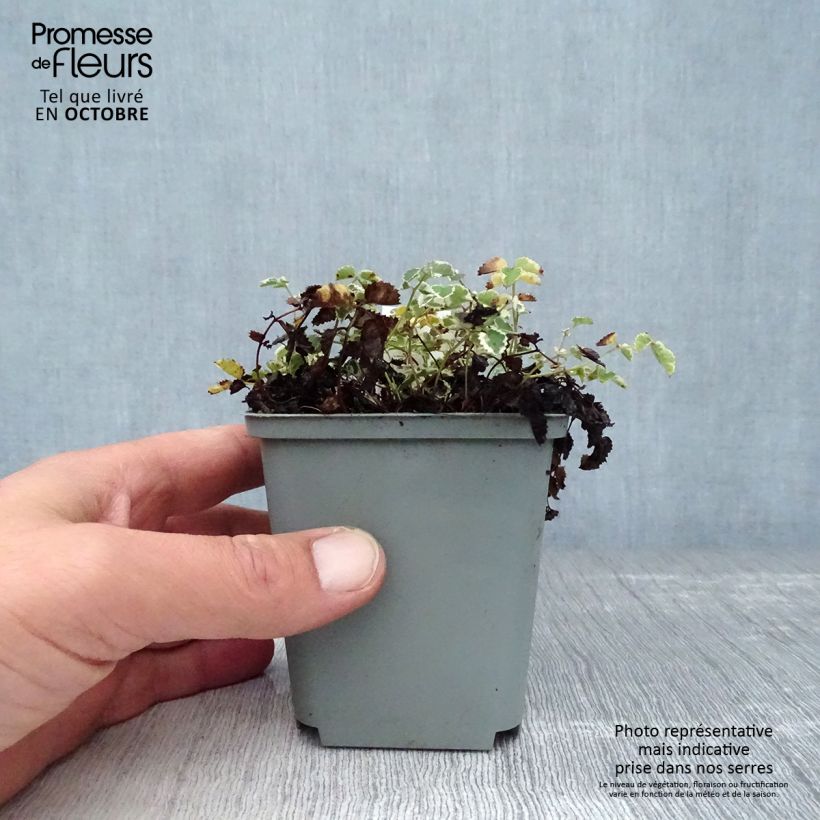 Esemplare di Sanguisorba Little Angel Vasetto da 8/9 cm come consegnato in autunno