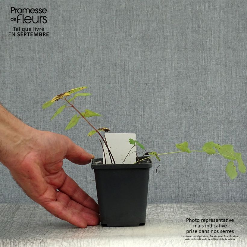 Esemplare di Sanguisorba menziesii Vasetto da 8/9 cm come consegnato in autunno