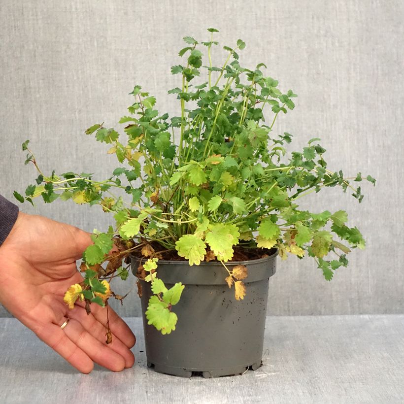 Esemplare di Sanguisorba minor - Pimpinella Vaso da 1,5L/2L come consegnato in autunno