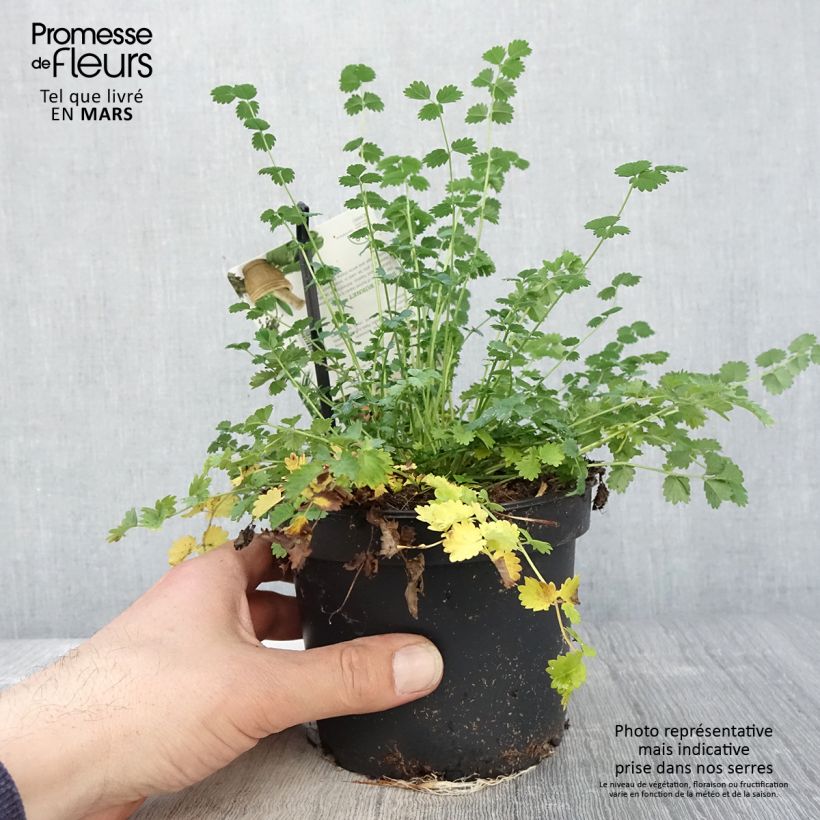 Sanguisorba minor - Pimpinella Vaso da 1,5L/2L esemplare consegnato in primavera