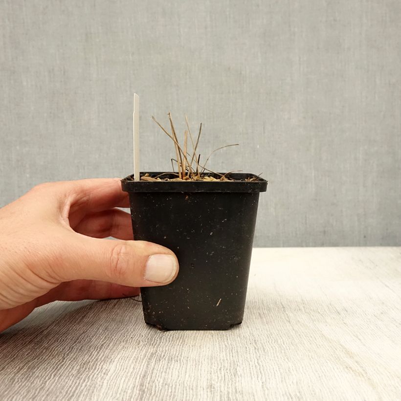 Esemplare di Sanguisorba officinalis Arnhem - Salvastrella maggiore Vasetto da 8/9 cm come consegnato in autunno