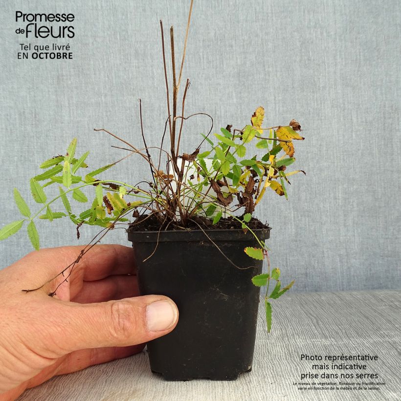 Esemplare di Sanguisorba officinalis Pink Tanna - Salvastrella maggiore Vasetto da 8/9 cm come consegnato in autunno