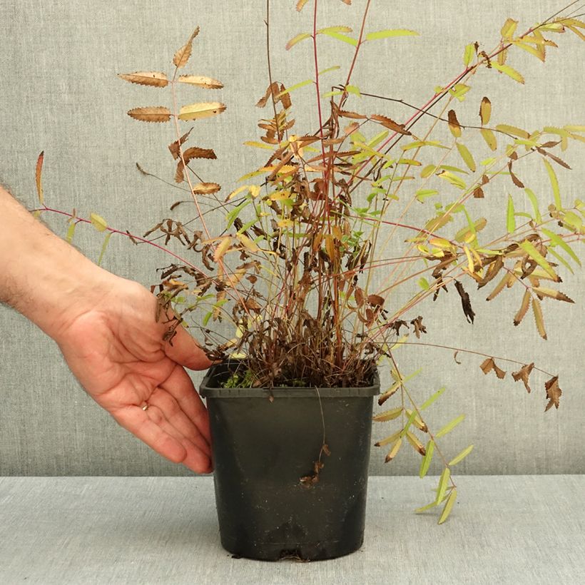 Esemplare di Sanguisorba officinalis Pink Tanna - Salvastrella maggiore Vaso da 2L/3L come consegnato in autunno