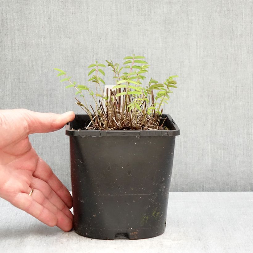 Sanguisorba officinalis Pink Tanna - Salvastrella maggiore Vaso da 2L/3L esemplare consegnato in primavera