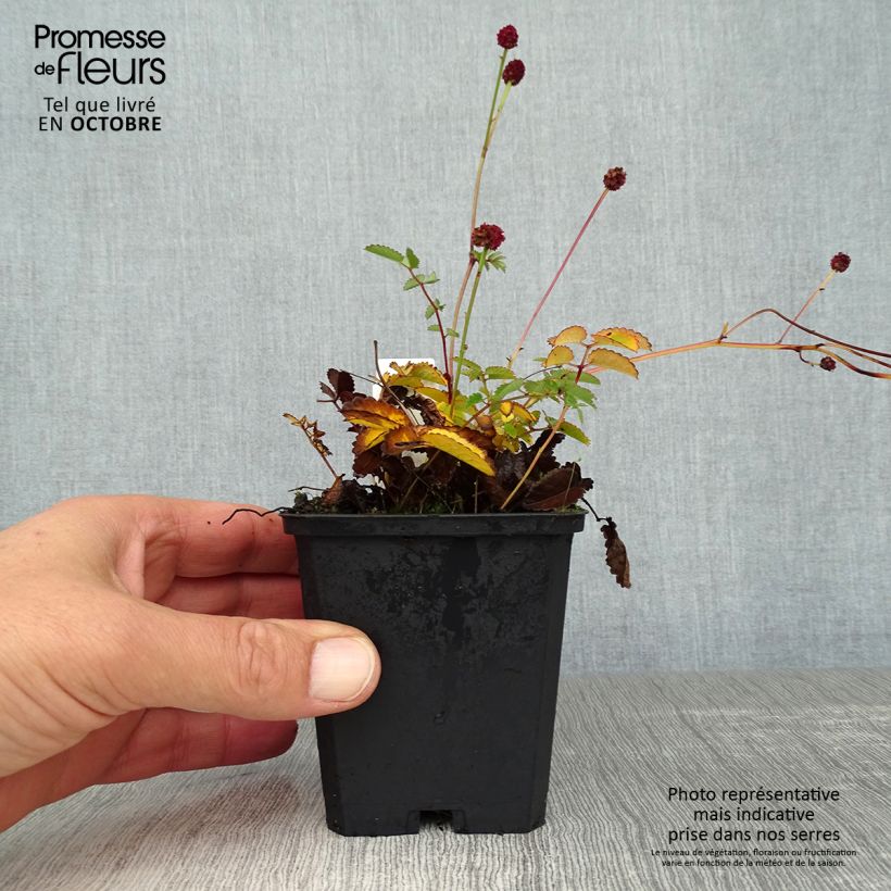 Esemplare di Sanguisorba officinalis Tanna - Salvastrella maggiore Vasetto da 8/9 cm come consegnato in autunno