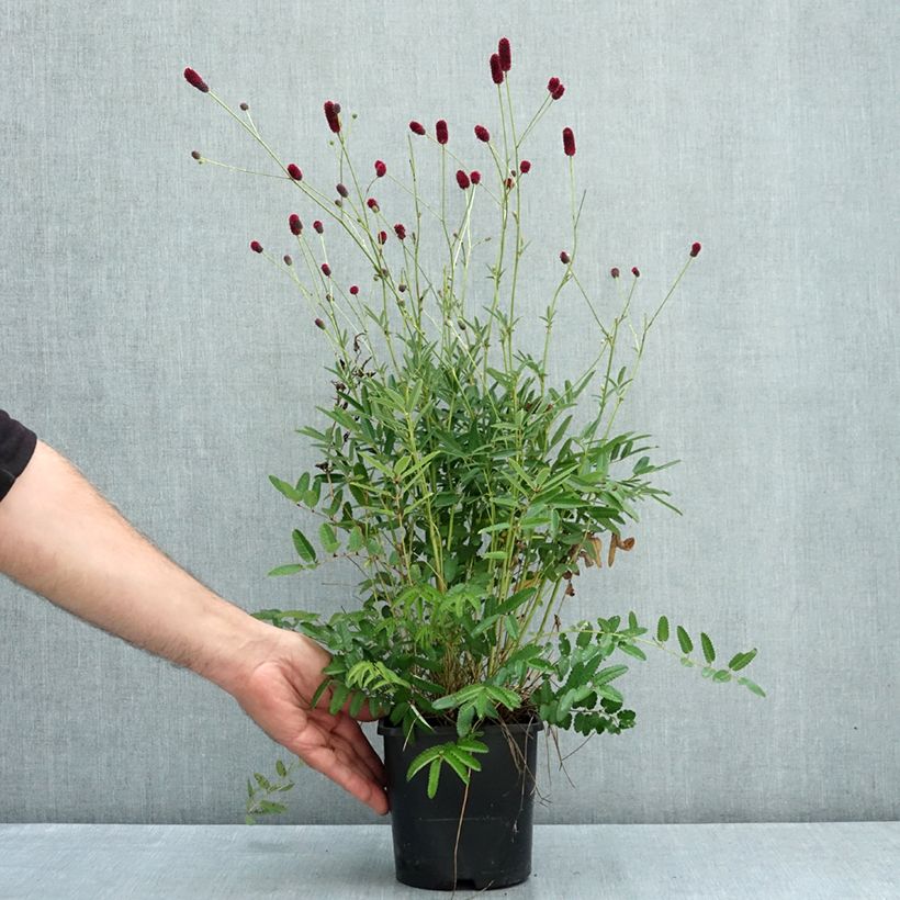 Esemplare di Sanguisorba Plum Drops Vaso da 1,5L/2L consegnato in estate