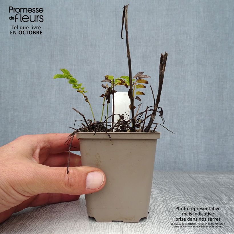 Esemplare di Sanguisorba Proud Mary Vasetto da 8/9 cm come consegnato in autunno