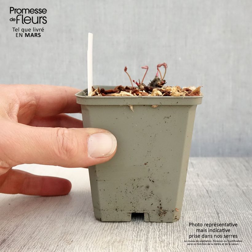 Sanguisorba Proud Mary Vasetto da 8/9 cm esemplare consegnato in primavera