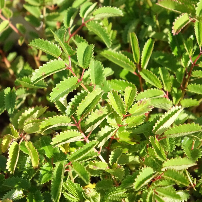 Sanguisorba Proud Mary (Fogliame)