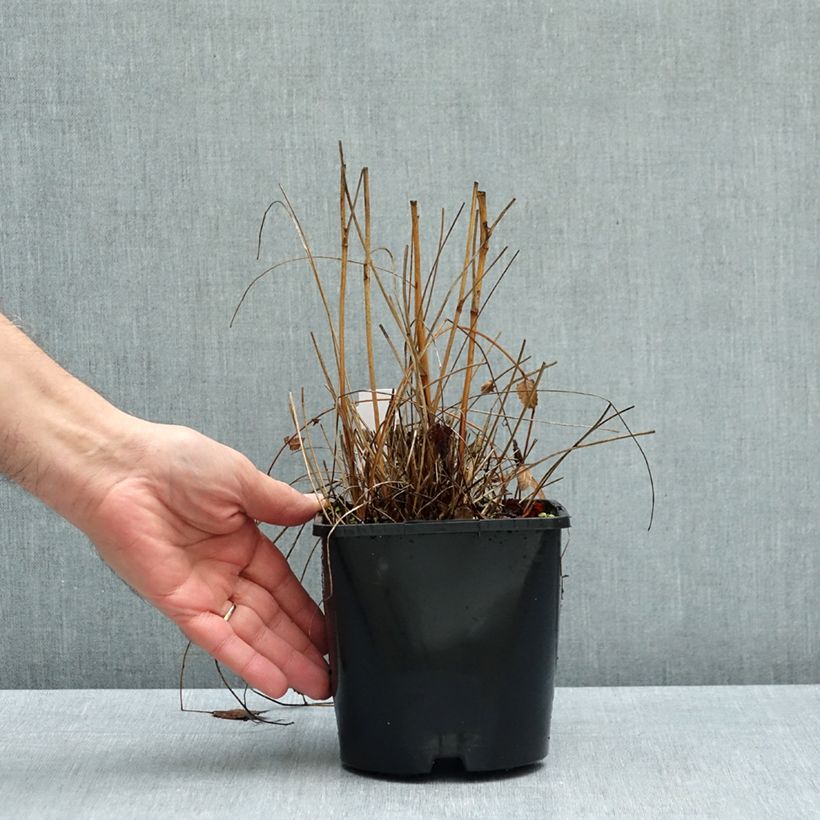 Esemplare di Sanguisorba Proud Mary Vaso da 2L/3L come consegnato in autunno