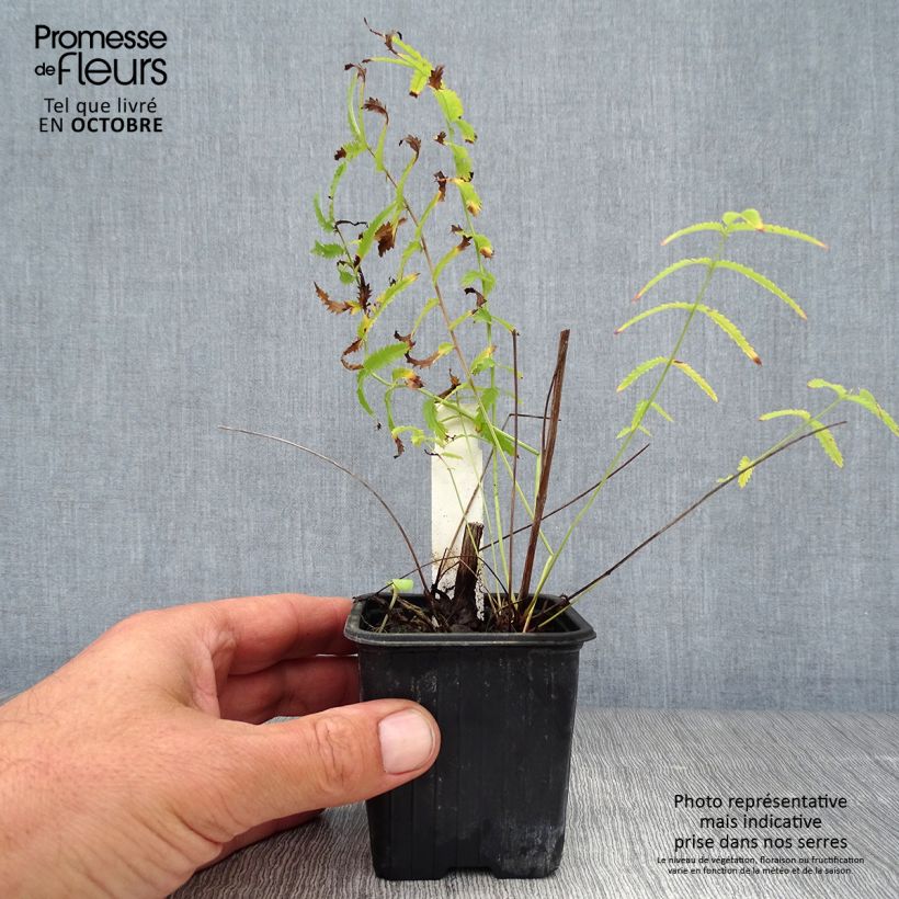 Esemplare di Sanguisorba tenuifolia Alba Vasetto da 8/9 cm come consegnato in autunno