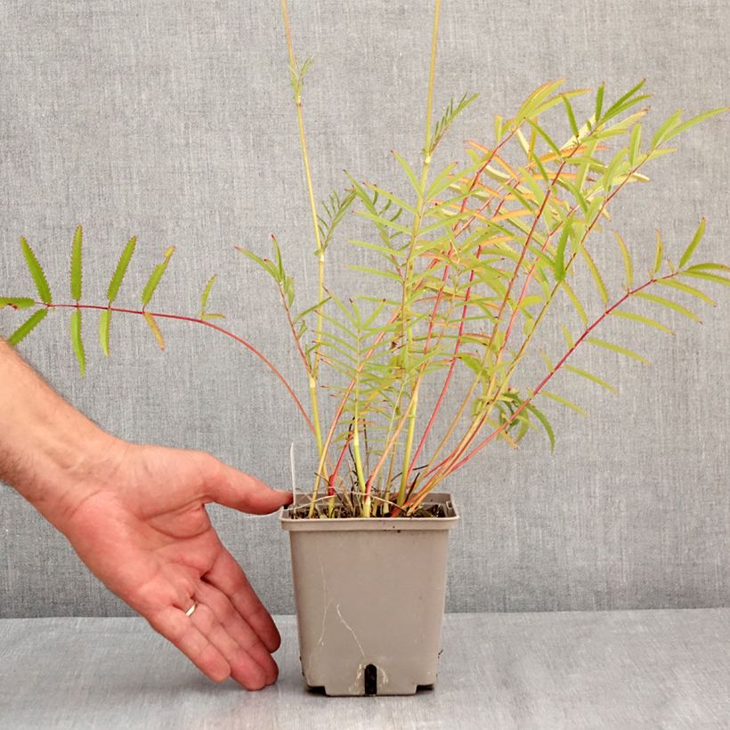 Esemplare di Sanguisorba tenuifolia Alba Vaso da 1L/1,5L consegnato in estate