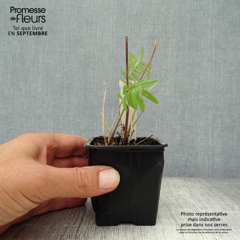 Esemplare di Sanguisorba tenuifolia Pink Elephant Vasetto da 8/9 cm come consegnato in autunno