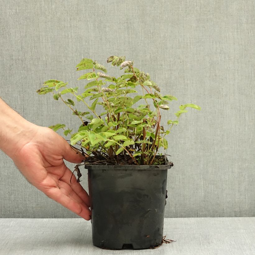 Esemplare di Sanguisorba menziesii Wake Up Vaso da 1,5L/2L consegnato in estate