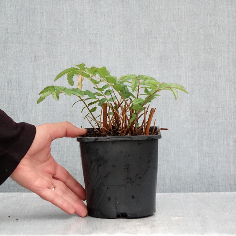 Esemplare di Sanguisorba hakusanensis White Brushes Vaso da 2L/3L come consegnato in autunno