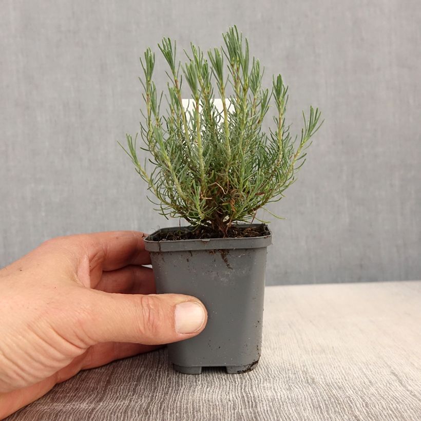 Santolina virens - Crespolina verdeggiante Vasetto da 8/9 cm esemplare consegnato in primavera