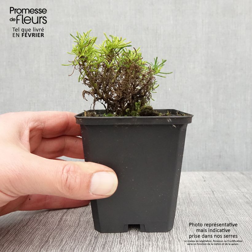 Santolina virens Lemon Fizz Vasetto da 8/9 cm esemplare consegnato in inverno