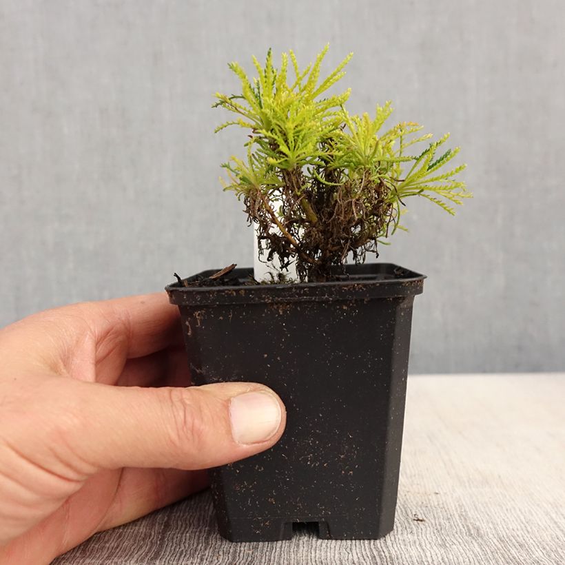 Santolina virens Lemon Fizz Vasetto da 8/9 cm esemplare consegnato in primavera