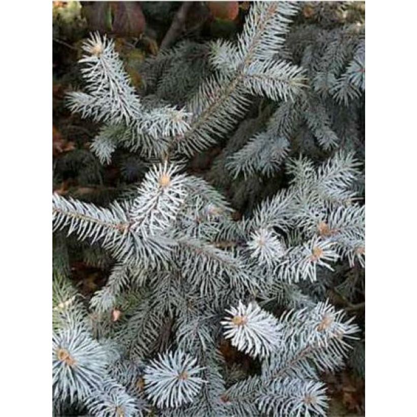 Picea pungens Blue Diamond (Fogliame)