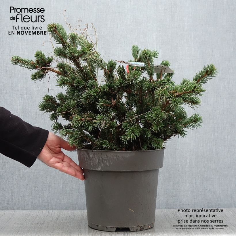 Esemplare di Picea pungens Lucky Strike Vaso da 3L/4L come consegnato in autunno