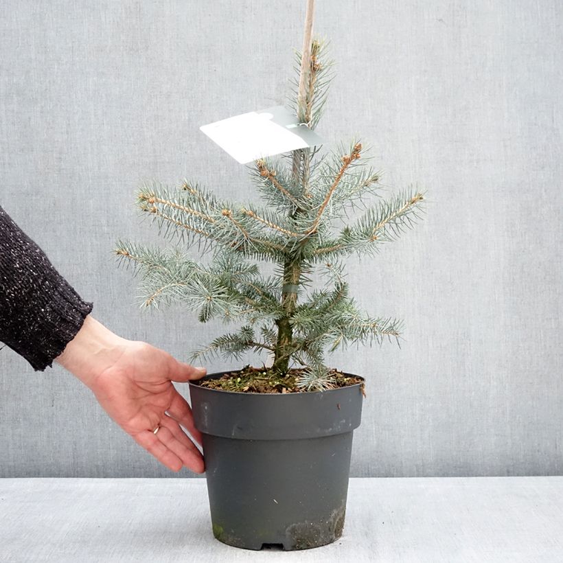 Picea pungens Blue Diamond Vaso da 4L/5L esemplare consegnato in inverno