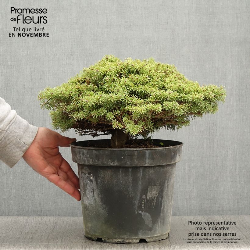 Esemplare di Abete coreano Nadelkissen - Abies koreana Vaso da 7,5L/10L come consegnato in autunno