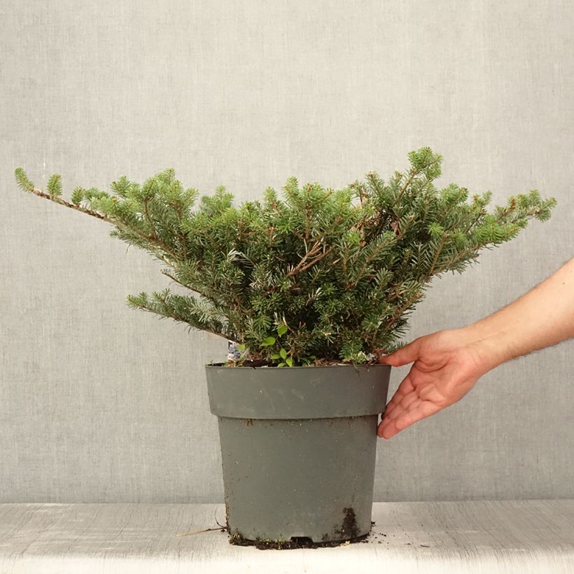 Esemplare di Abete coreano Green Carpet - Abies koreana Vaso da 3L/4L consegnato in estate