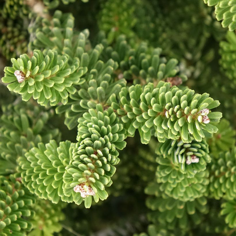 Abete coreano Molli - Abies koreana (Fogliame)