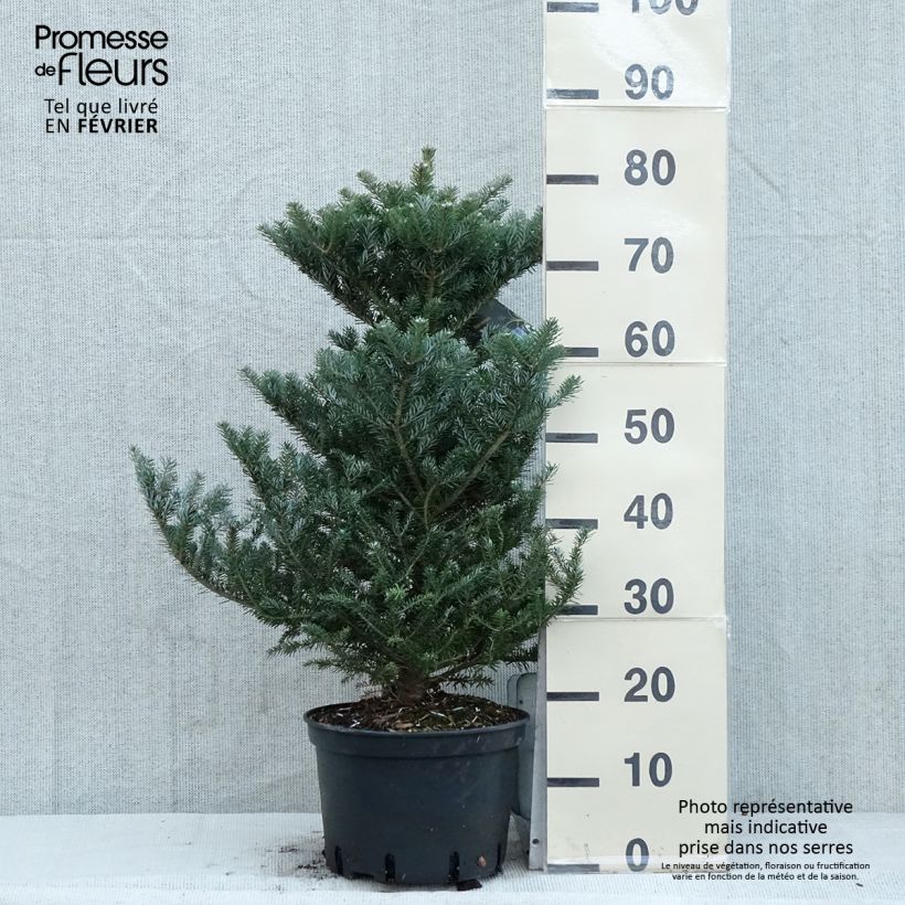 Abete coreano Molli - Abies koreana Vaso da 4L/5L esemplare consegnato in inverno