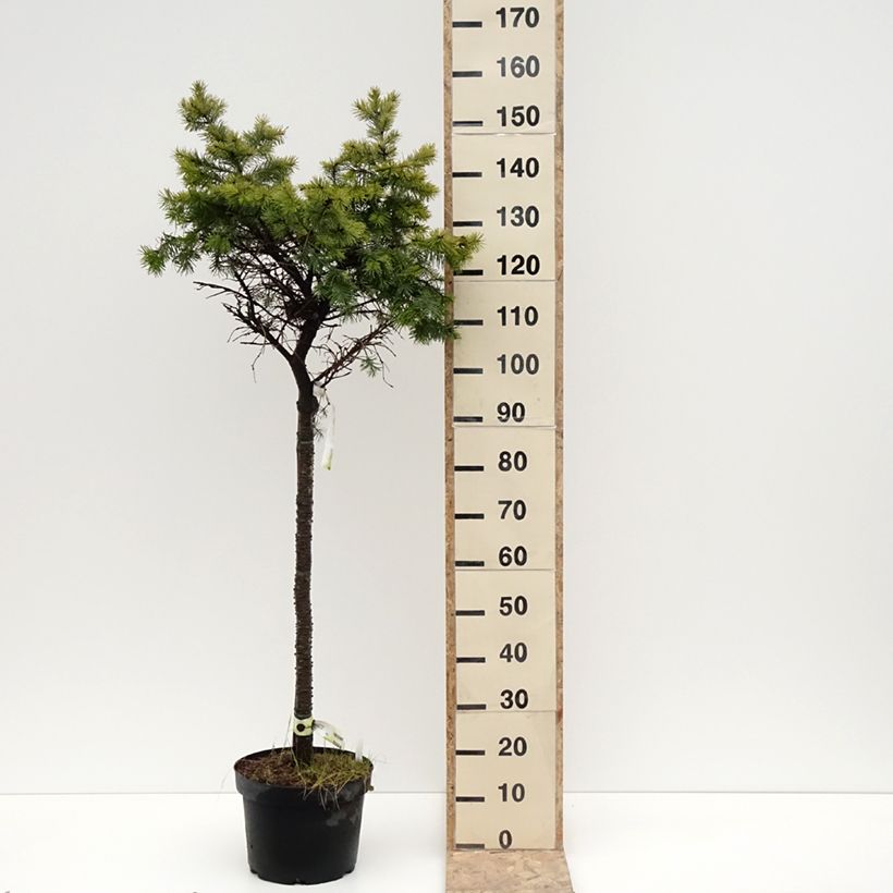 Pseudotsuga menziesii Fletcheri - Abete di Douglas Vaso da 7,5L/10L esemplare consegnato in inverno