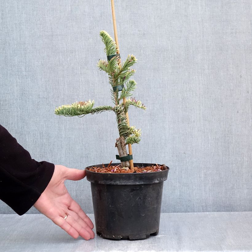 Esemplare di Abete nobile Sherwoodii - Abies procera  Vaso da 3L/4L come consegnato in autunno
