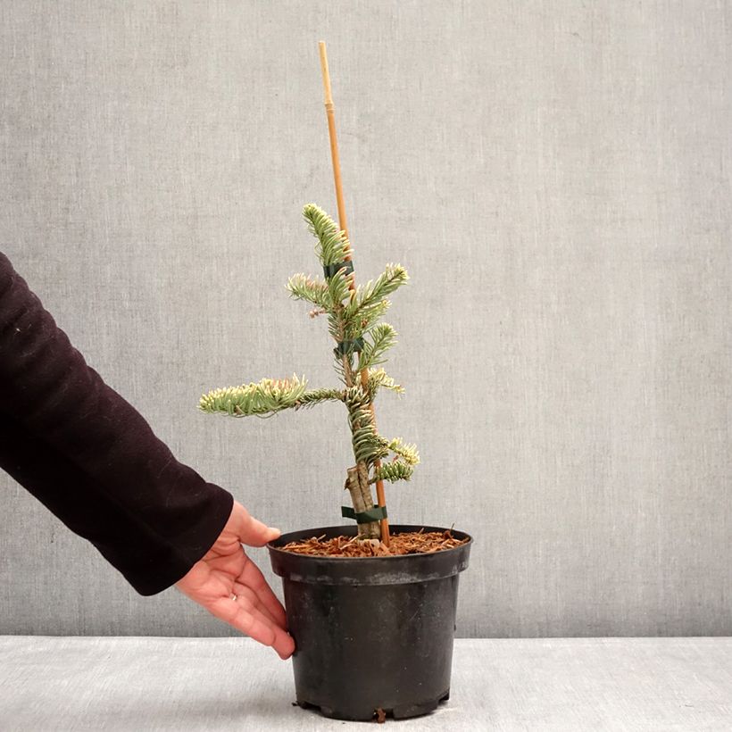 Abete nobile Sherwoodii - Abies procera  Vaso da 3L/4L esemplare consegnato in inverno