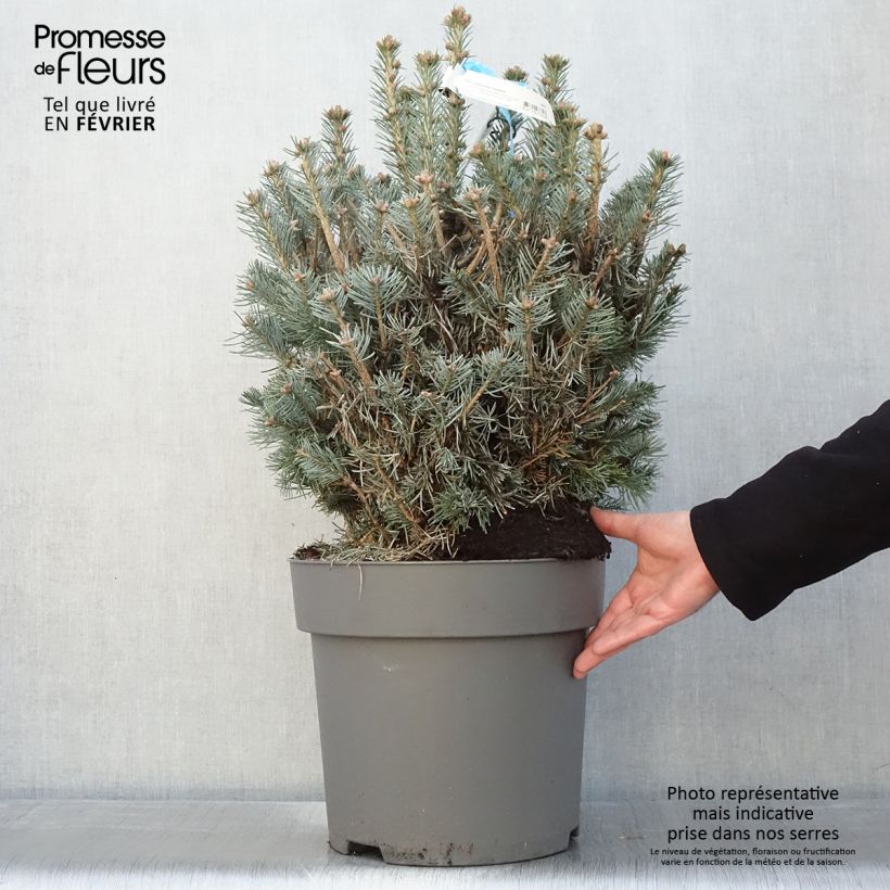 Abete delle rocce Compacta - Abies lasiocarpa var. arizonica Vaso da 6L/7L esemplare consegnato in inverno