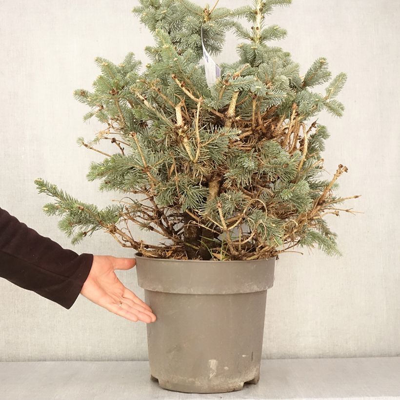 Abete delle rocce Compacta - Abies lasiocarpa var. arizonica Vaso da 6L/7L esemplare consegnato in primavera