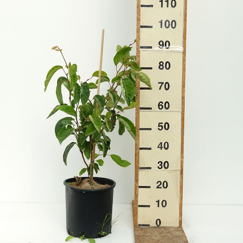 Esemplare di Sapium japonicum Vaso da 12L/15L consegnato in estate