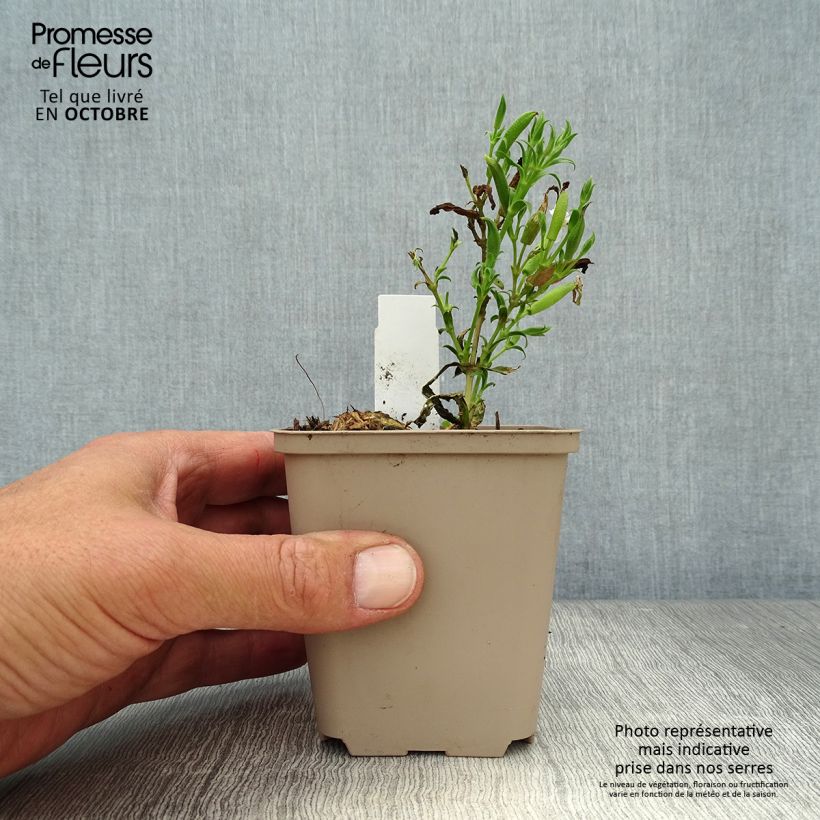 Esemplare di Saponaria Max Frei Vasetto da 8/9 cm come consegnato in autunno