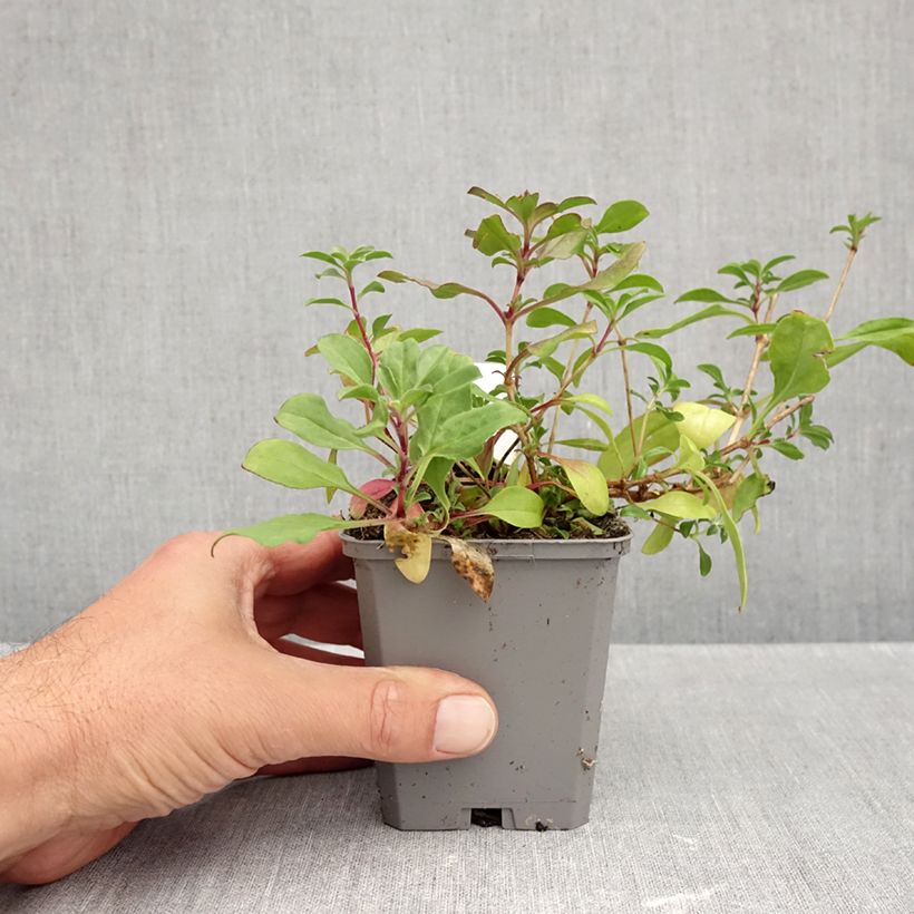 Esemplare di Saponaria ocymoides - Saponaria rossa Vasetto da 8/9 cm come consegnato in autunno