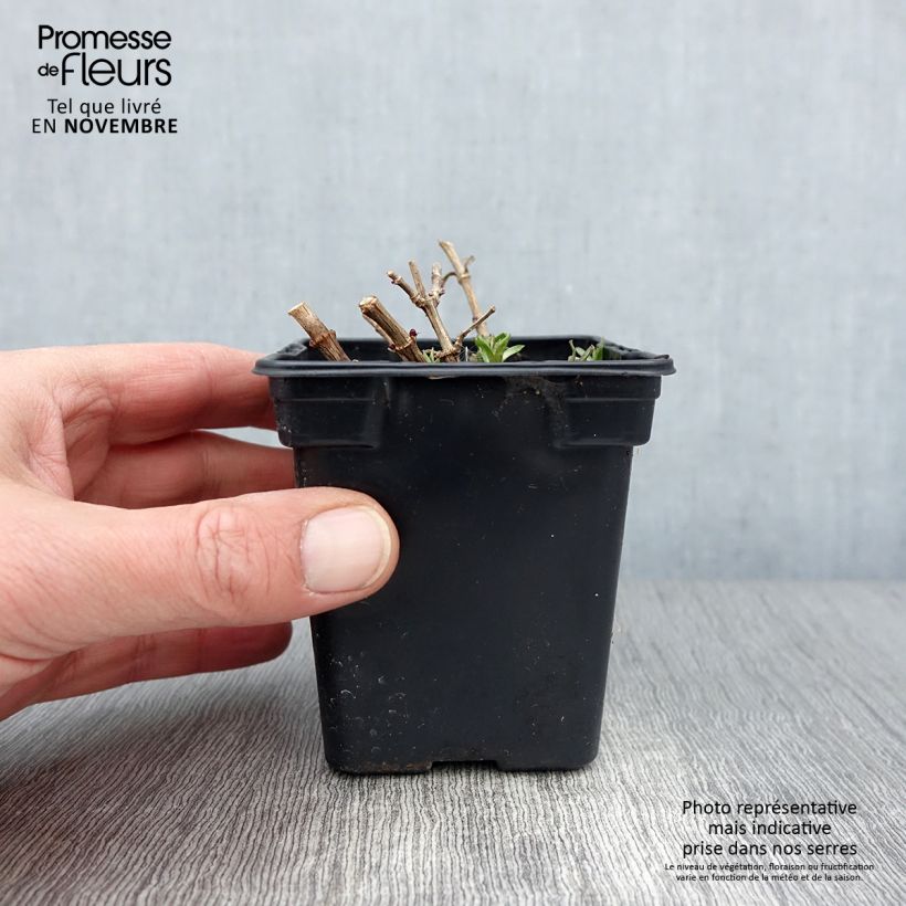 Esemplare di Saponaria officinalis - Saponaria comune Vasetto da 7/8 cm come consegnato in autunno