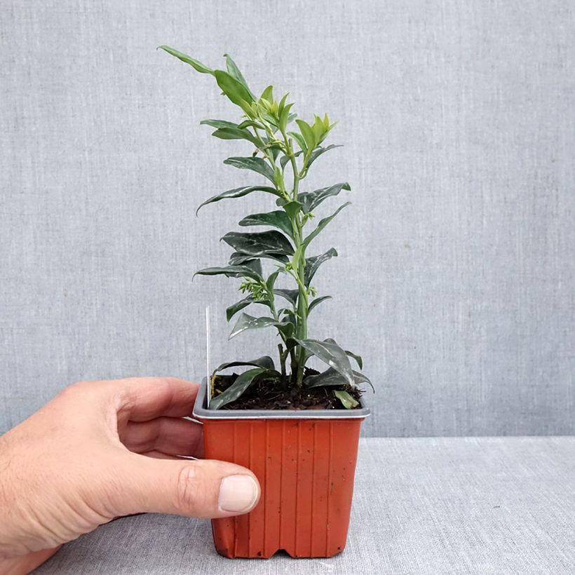 Esemplare di Sarcococca confusa Vasetto da 8/9 cm come consegnato in autunno