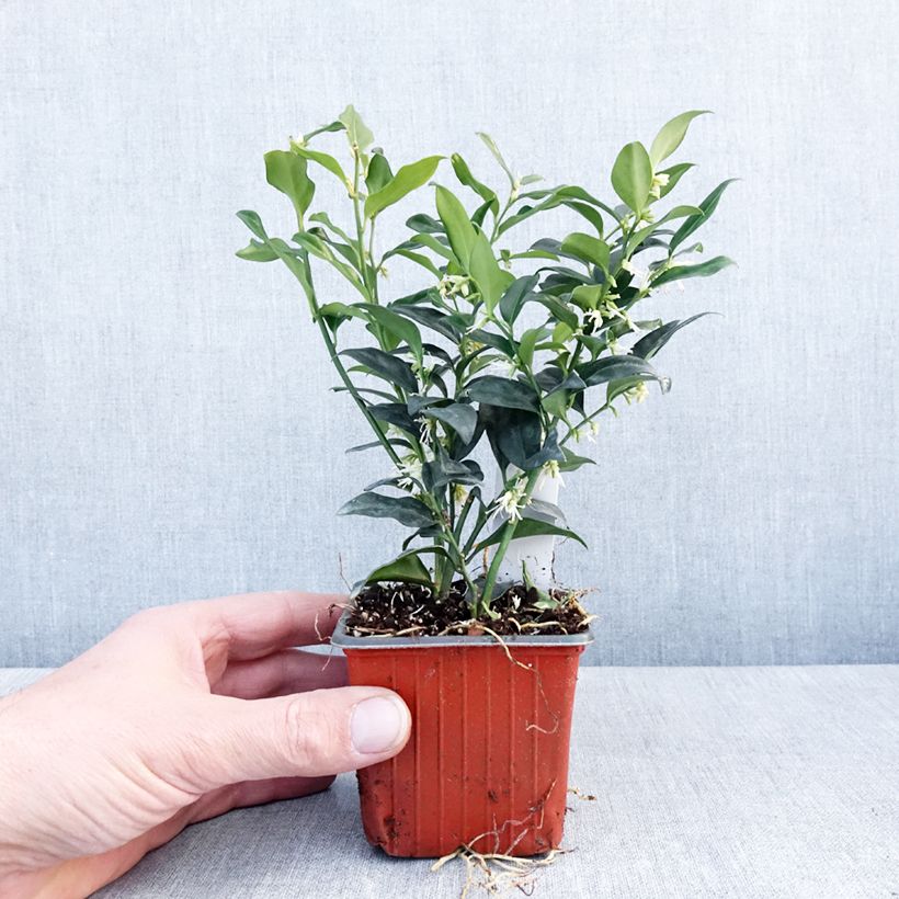 Sarcococca confusa Vasetto da 8/9 cm esemplare consegnato in inverno